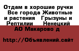 Отдам в хорошие ручки - Все города Животные и растения » Грызуны и Рептилии   . Ненецкий АО,Макарово д.